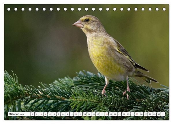 Produktbild: Heimische Gartenv&ouml;gel (Tischkalender 2026 DIN A5 quer), CALVENDO Monatskalender