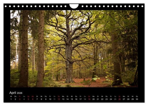 Produktbild: M&auml;rchenhafter Reinhardswald und Urwald Sababurg (Wandkalender 2026 DIN A4 quer), CALVENDO Monatskalender