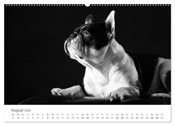 Produktbild: Hundeportraits Fine Art (Wandkalender 2026 DIN A2 quer), CALVENDO Monatskalender