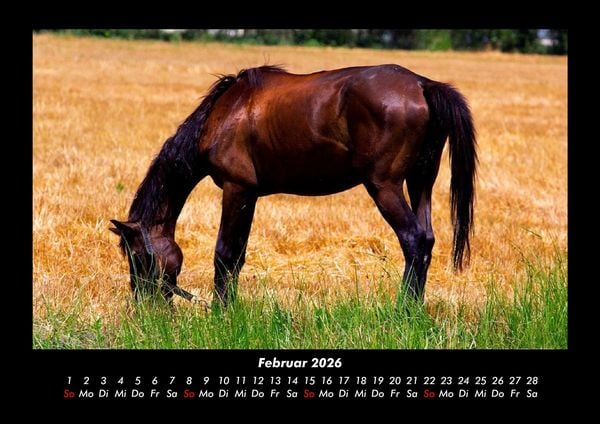 Produktbild: Pferde Kalender 2026 Fotokalender DIN A3