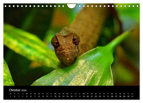 Produktbild: Reptilien (Wandkalender 2026 DIN A4 quer), CALVENDO Monatskalender