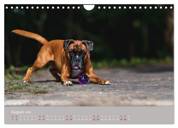Produktbild: Fantastische Boxer - Sieger der Herzen (Wandkalender 2026 DIN A4 quer), CALVENDO Monatskalender
