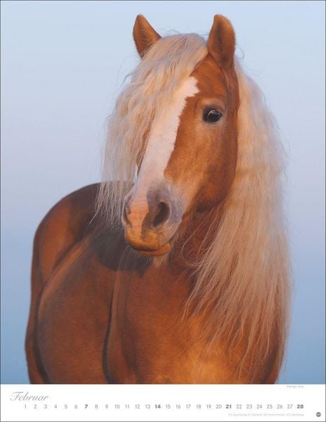 Produktbild: Pferde Classics Posterkalender 2027