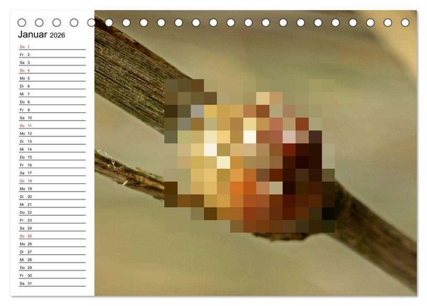 Produktbild: Der Schneckenkalender (Tischkalender 2026 DIN A5 quer), CALVENDO Monatskalender