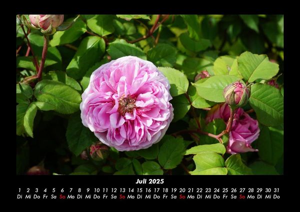 Produktbild: Blumenzauber 2025 Fotokalender DIN A3