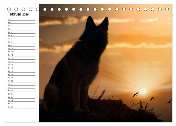 Produktbild: Deutsche Sch&auml;ferhunde - Senioren auf vier Pfoten (Tischkalender 2026 DIN A5 quer), CALVENDO Monatskalender