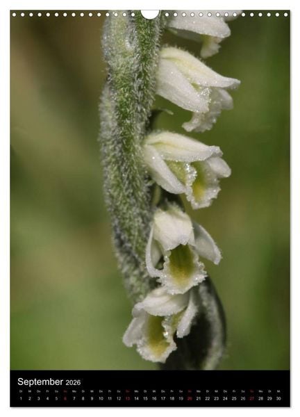 Produktbild: Wildwachsende Orchideen in Deutschland (Wandkalender 2026 DIN A3 hoch), CALVENDO Monatskalender
