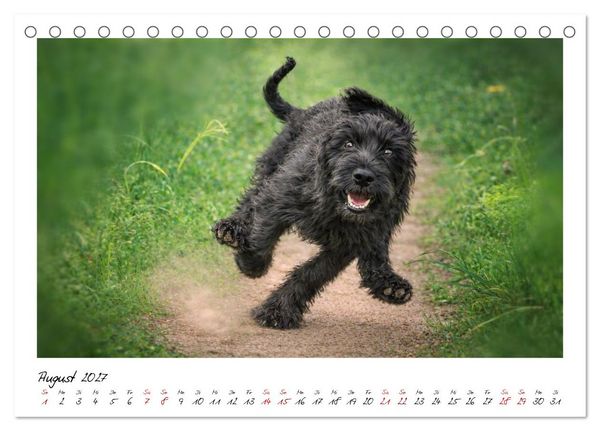 Produktbild: Riesenschnauzer - Herz auf vier Pfoten (Tischkalender 2027 DIN A5 quer), CALVENDO Monatskalender