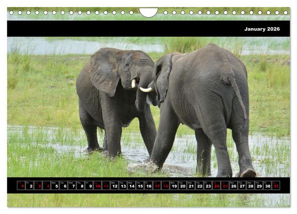 Produktbild: Elephants of Botswana (Wall Calendar 2026 DIN A4 landscape), CALVENDO 12 Month Wall Calendar