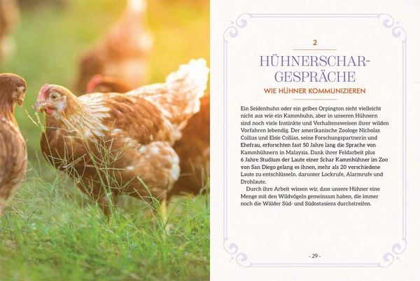 Produktbild: How to Read a Chicken's Mind