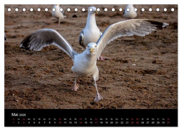 Produktbild: Spontane Fotografie - M&ouml;wen (Tischkalender 2026 DIN A5 quer), CALVENDO Monatskalender