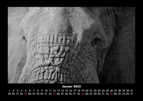 Produktbild: Elefanten - Die sanften Riesen Afrikas 2025 Fotokalender DIN A3
