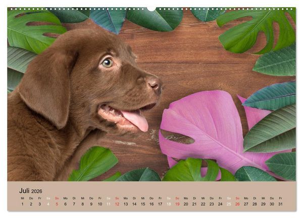 Produktbild: Labrador Retriever unsere Freunde (hochwertiger Premium Wandkalender 2026 DIN A2 quer), Kunstdruck in Hochglanz