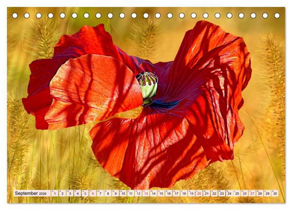 Produktbild: Mohnblumen. Leuchtender Liebreiz auf Wiesen und in G&auml;rten (Tischkalender 2026 DIN A5 quer), CALVENDO Monatskalender