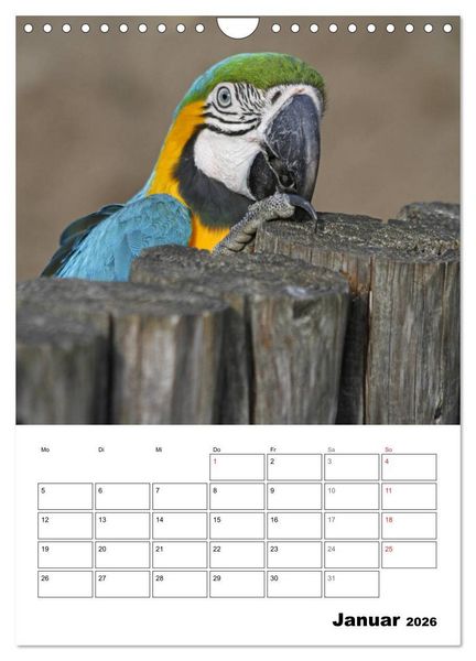 Produktbild: Papageien - Graupapagei, Rosella und Co. (Wandkalender 2026 DIN A4 hoch), CALVENDO Monatskalender