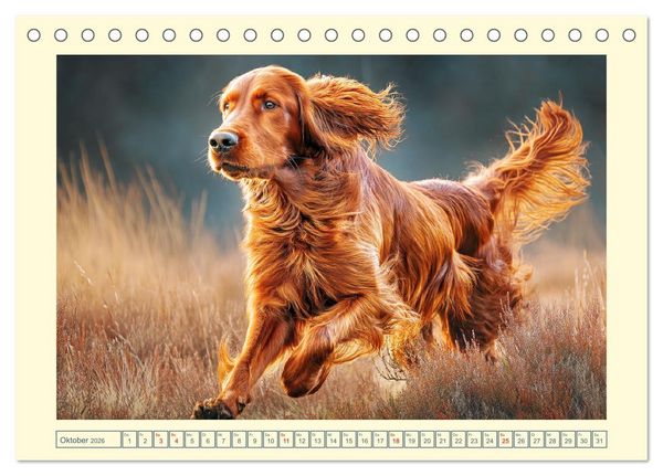 Produktbild: Irish Red Setter. Wo noble Eleganz auf Tatendrang trifft (Tischkalender 2026 DIN A5 quer), CALVENDO Monatskalender