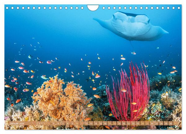 Produktbild: Fischparadies Riff (Wandkalender 2026 DIN A4 quer), CALVENDO Monatskalender