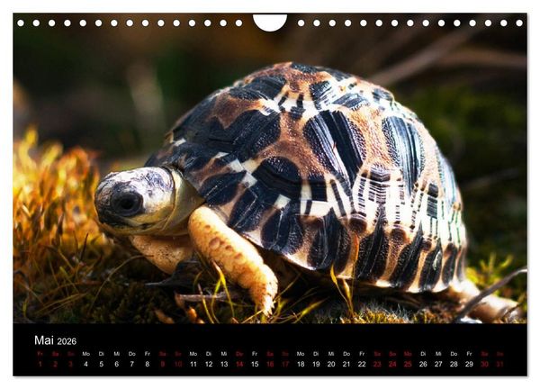 Produktbild: Landschildkr&ouml;ten (Wandkalender 2026 DIN A4 quer), CALVENDO Monatskalender