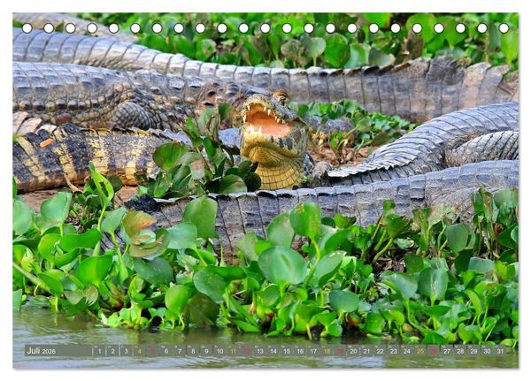 Produktbild: Krokodile in der Wildnis (Tischkalender 2026 DIN A5 quer), CALVENDO Monatskalender