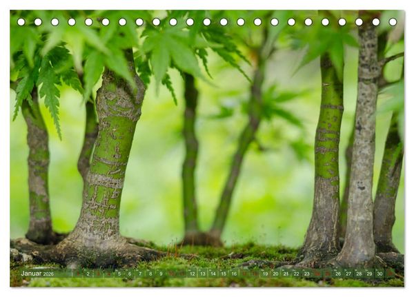 Produktbild: Bonsai ganz nah (Tischkalender 2026 DIN A5 quer), CALVENDO Monatskalender
