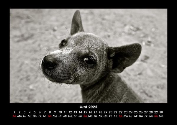 Produktbild: Welpen 2025 Fotokalender DIN A3