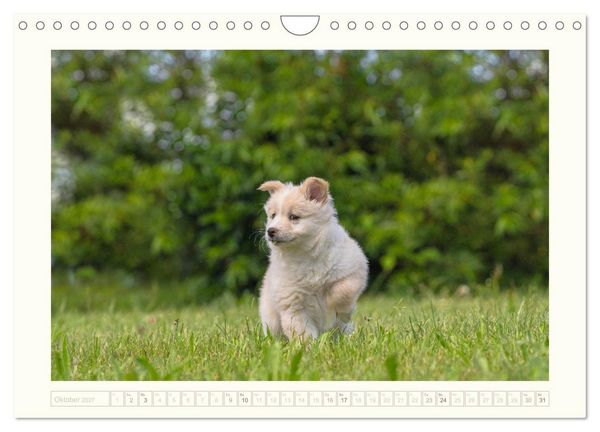 Produktbild: Kleine Islandhunde entdecken die Welt (Wandkalender 2027 DIN A4 quer), CALVENDO Monatskalender
