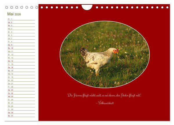 Produktbild: Freilaufende H&uuml;hner (Wandkalender 2026 DIN A4 quer), CALVENDO Monatskalender