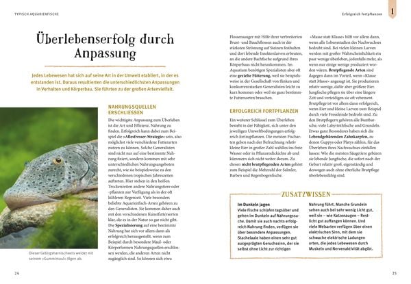 Faszinierendes Aquarium