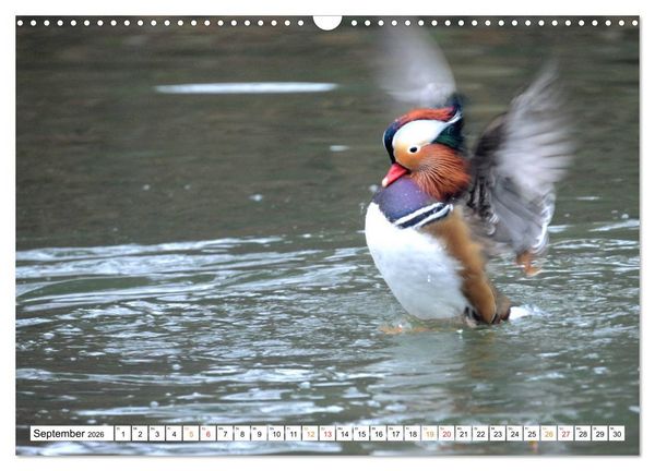 Produktbild: Mandarinenten, ein Farbtupfer auf allen Gew&auml;ssern. (Wandkalender 2026 DIN A3 quer), CALVENDO Monatskalender