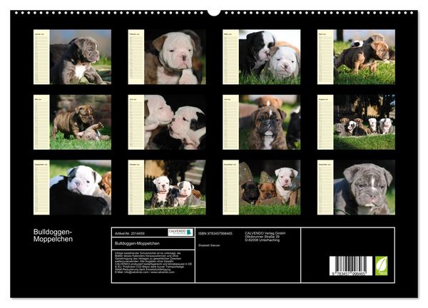 Produktbild: Bulldoggen-Moppelchen (hochwertiger Premium Wandkalender 2026 DIN A2 quer), Kunstdruck in Hochglanz