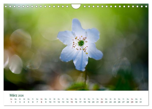 Produktbild: Auw&auml;lder bei Enns (Wandkalender 2026 DIN A4 quer), CALVENDO Monatskalender
