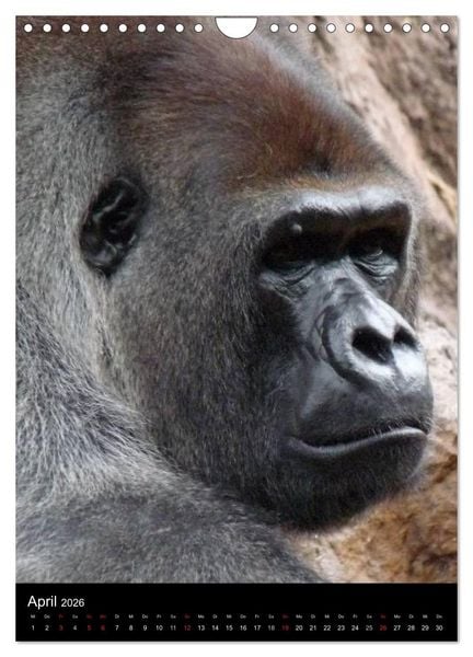 Produktbild: Gorillas (Wandkalender 2026 DIN A4 hoch), CALVENDO Monatskalender
