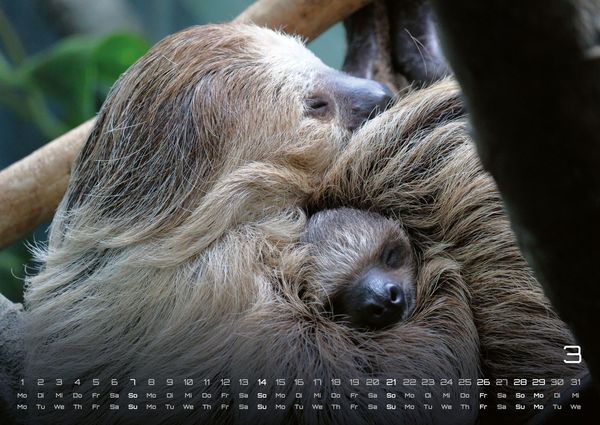 Produktbild: Faultiere &ndash; Chill mal! - 2027 - Kalender DIN A2