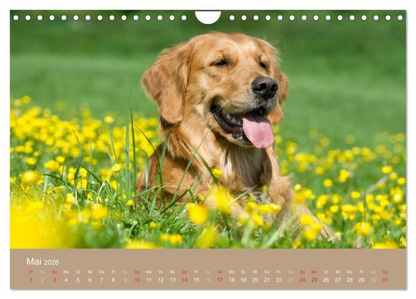 Produktbild: Golden Retriever (Wandkalender 2026 DIN A4 quer), CALVENDO Monatskalender