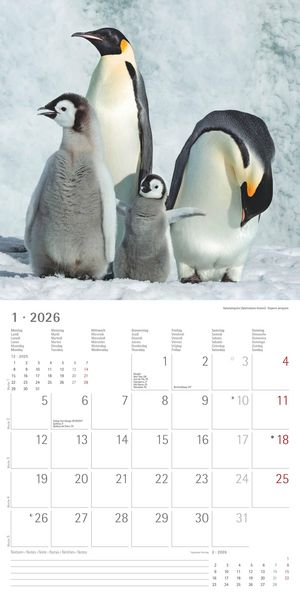 Pinguine 2026 - Broschürenkalender 30x30 cm (30x60 geöffnet) - Kalender mit Platz für Notizen - Penguins - Bildkalender - Wandplaner - Wandkalender