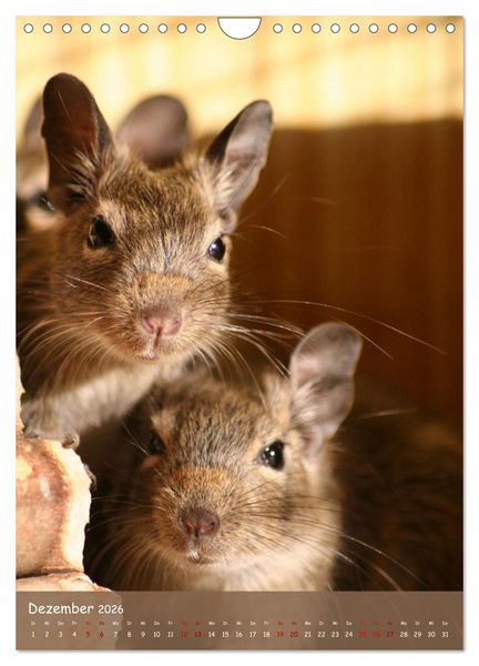 Produktbild: Degus - Winzlinge mit gro&szlig;em Herz (Wandkalender 2026 DIN A4 hoch), CALVENDO Monatskalender