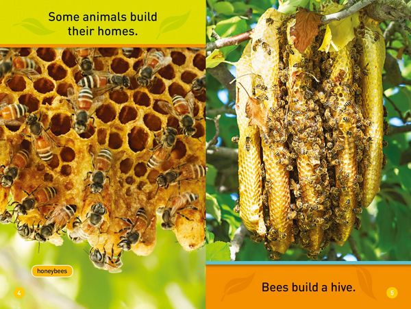 Produktbild: Animal Homes (National Geographic Kids Readers, Pre-Reader)