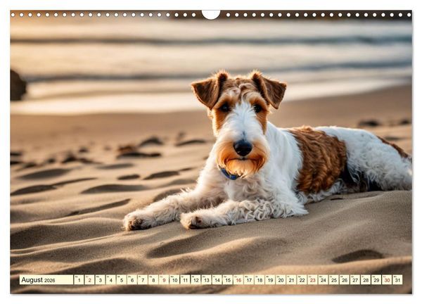 Produktbild: Drahthaar-Foxterrier (Wandkalender 2026 DIN A3 quer), CALVENDO Monatskalender