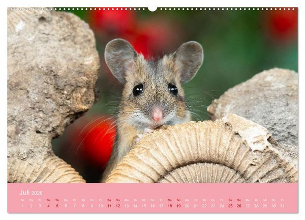 Produktbild: Eulen und M&auml;use (hochwertiger Premium Wandkalender 2026 DIN A2 quer), Kunstdruck in Hochglanz