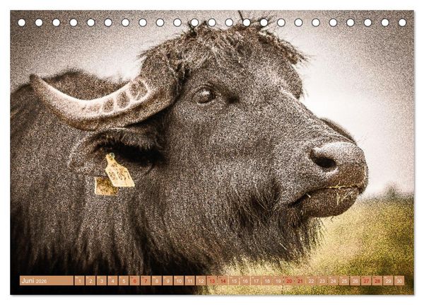 Produktbild: Mutterk&uuml;he (Tischkalender 2026 DIN A5 quer), CALVENDO Monatskalender