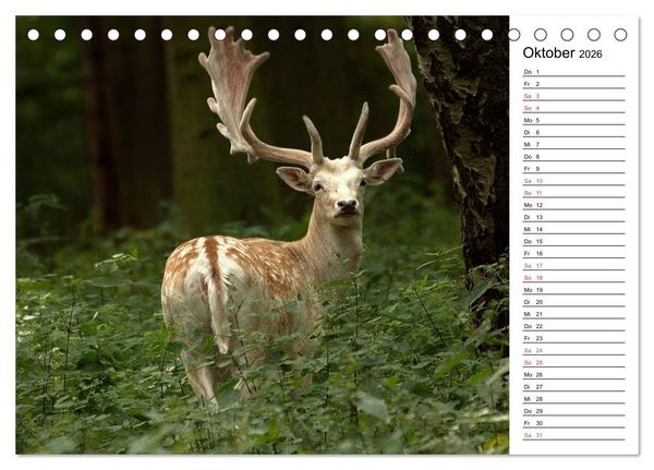 Produktbild: Hirsche (Tischkalender 2026 DIN A5 quer), CALVENDO Monatskalender