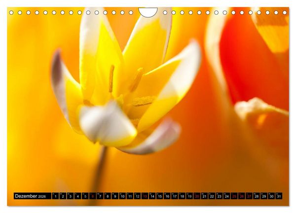 Produktbild: BLUMEN Zauber der Farben und Formen (Wandkalender 2026 DIN A4 quer), CALVENDO Monatskalender