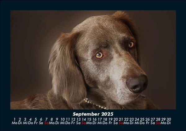 Produktbild: Hunde 2025 Fotokalender DIN A5