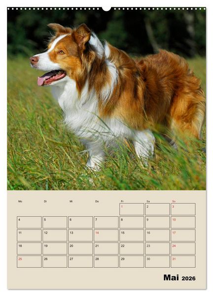 Produktbild: Border Collie - Ein Familienplaner (Wandkalender 2026 DIN A2 hoch), CALVENDO Monatskalender