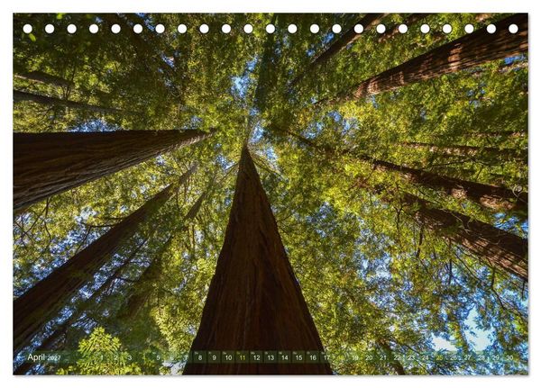 Produktbild: Spaziergang im Wald (Tischkalender 2027 DIN A5 quer), CALVENDO Monatskalender