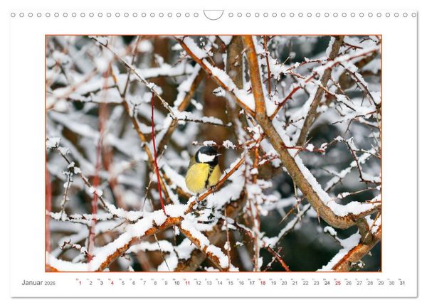 Produktbild: Sanfte Natur (Wandkalender 2026 DIN A3 quer), CALVENDO Monatskalender