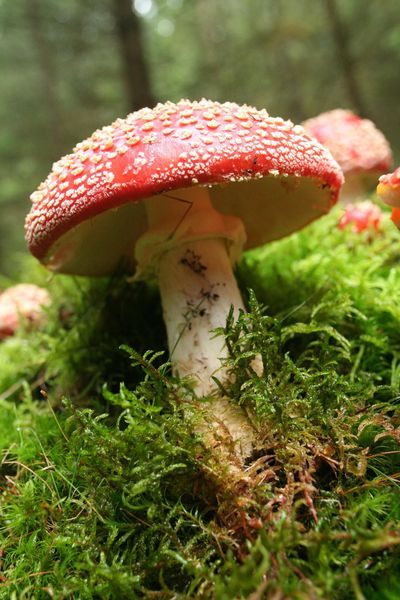 Produktbild: Das gr&uuml;ne Wunder - Unser Wald