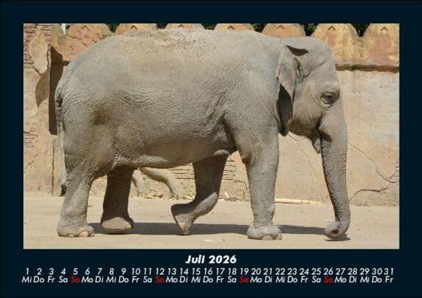 Produktbild: Elefanten - Die sanften Riesen Afrikas 2026 Fotokalender DIN A5