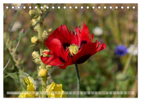 Produktbild: Mohn (Tischkalender 2026 DIN A5 quer), CALVENDO Monatskalender