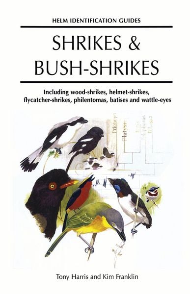 Produktbild: Shrikes and Bush-shrikes